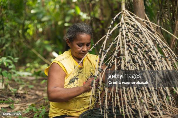 女性労働者は手動で森の中の束からアサイの果物をスリーブ - acai ストックフォトと画像