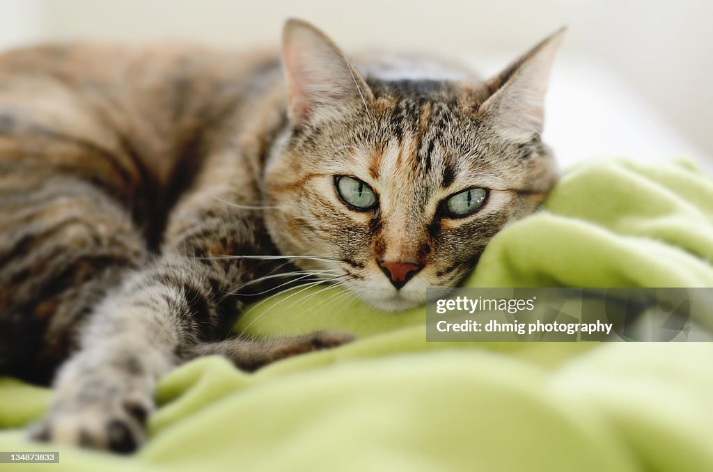 Tabby cat on green blanket
