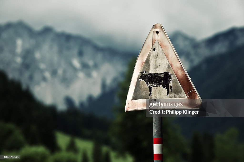 Cow sign board on road