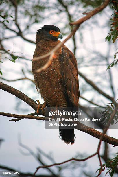 serpent eagle on tree - ranthambore fort stock pictures, royalty-free photos & images