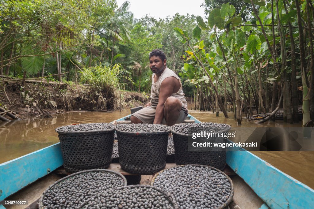 「ラサ」または「パネリロス」(伝統的なわらのバスケット)に詰め込まれたアサイの果物を収穫し、ボートで販売場所に運びました。パイロットの顔に主な焦点