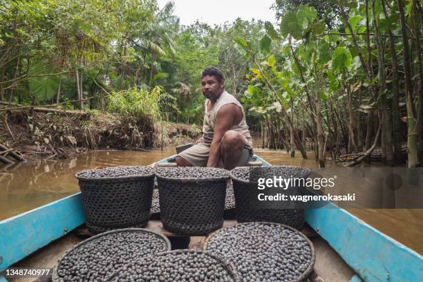 just harvested acai fruits, packed in "rasas" or "paneiros" (traditional straw baskets), being transported in a boat to the place of sale. main focus on pilot's face - acai berries stockfoto's en -beelden