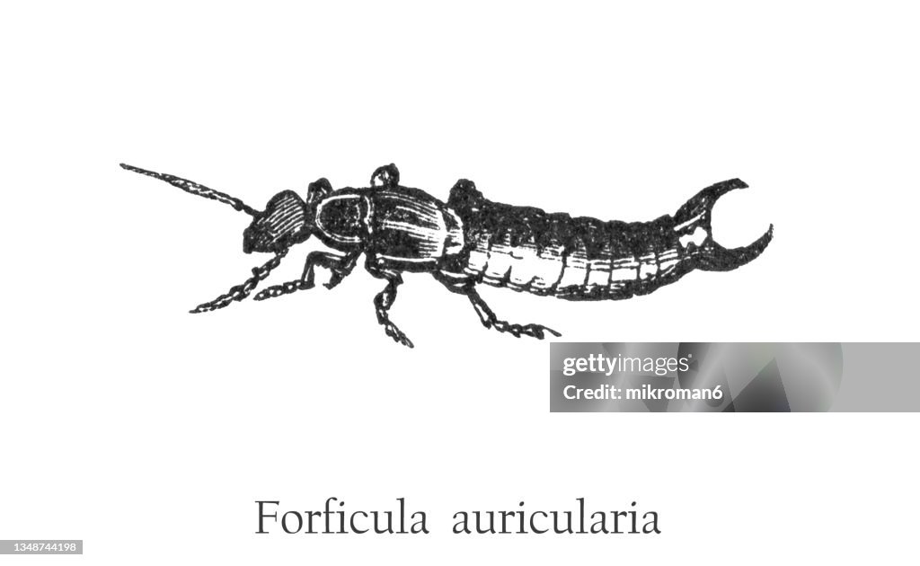 Old engraved illustration of insect, common earwig or European earwig (Forficula auricularia)