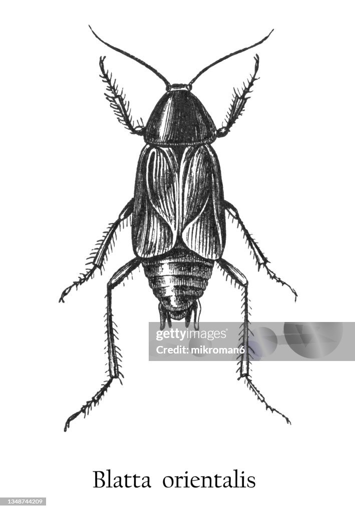 Postel Insect Drawing Black Beetle Insect Drawing