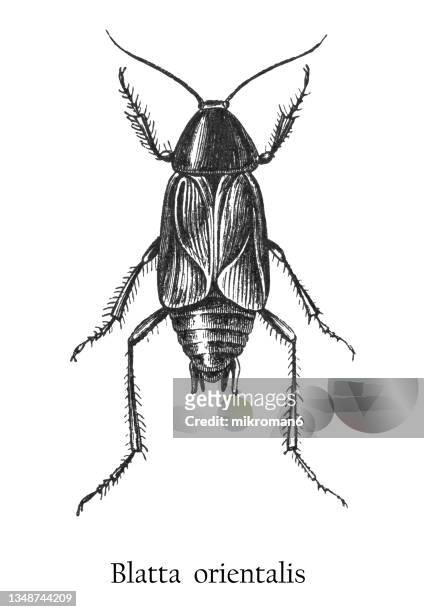 old engraved illustration of insect, the oriental cockroach, waterbug or black beetle (blatta orientalis) - belostomatidae stock pictures, royalty-free photos & images
