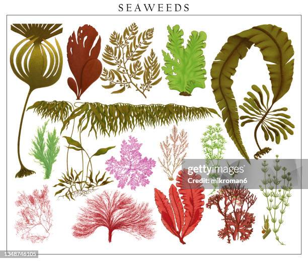 old chromolithograph illustration of a algae and seaweeds - living organism stock pictures, royalty-free photos & images