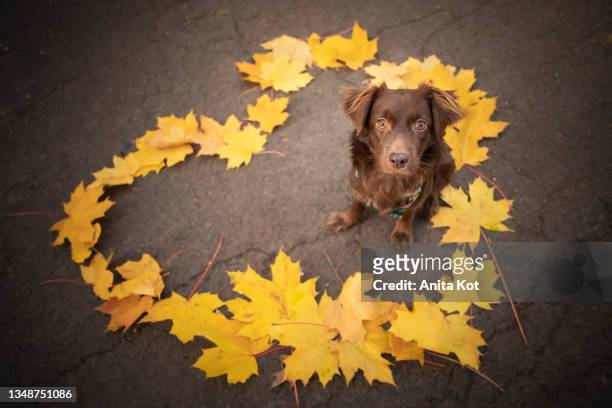 a doggy in the heart of autumn leaves - maple leaf heart stock pictures, royalty-free photos & images