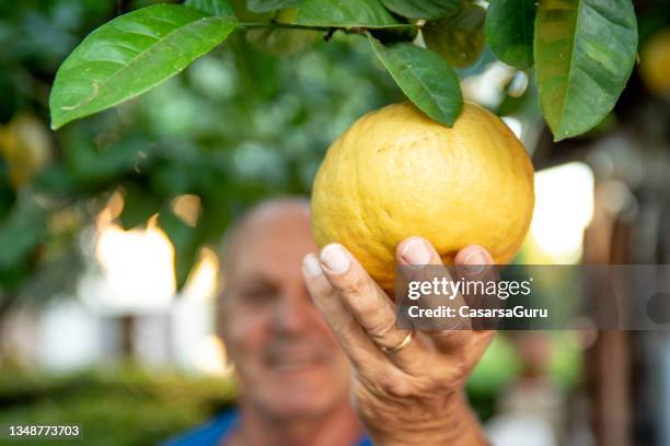 mature man holding a big ripe lemon growing on a tree branch - lemon tree stockfoto's en -beelden