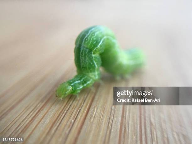 cabbage looper larva crawling on a wooden surface - geometridae stock-fotos und bilder