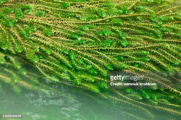 green duckweed in flowing river - kroos stockfoto's en -beelden