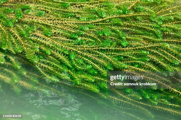 green duckweed in flowing river - duckweed stock pictures, royalty-free photos & images