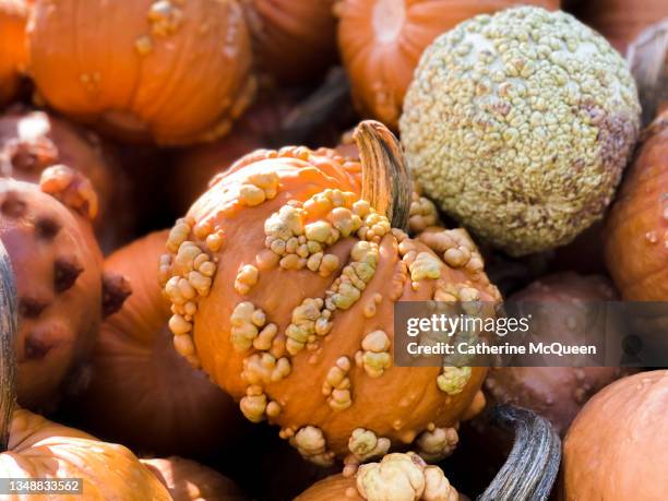 hybrid bumpy pumpkins - gourd stock pictures, royalty-free photos & images