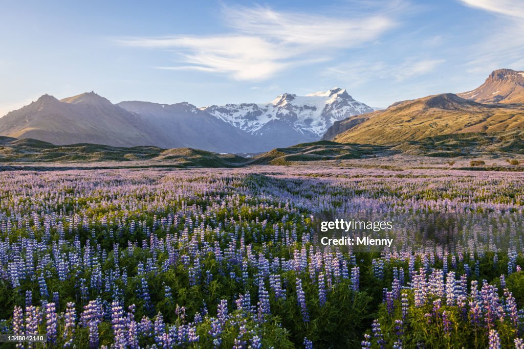 Island blüht isländisches lila Lupinenblütenfeld im Sommer