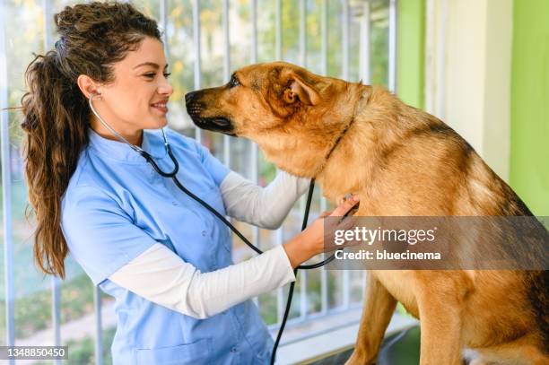 veterinario examinando al perro - animal testing fotografías e imágenes de stock