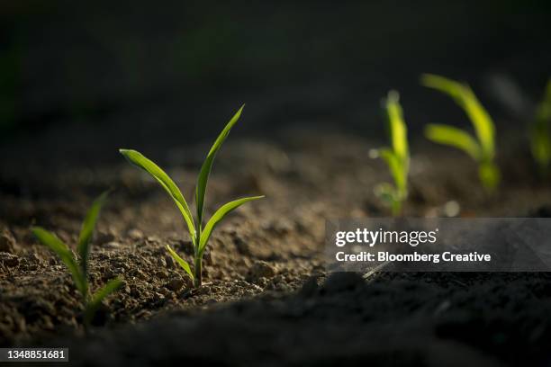 corn plants in a field - corn on black stockfoto's en -beelden