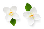 Jasmine Flower With Leaf Isolated On White