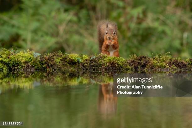 red squirrel feeding - squirrel stock pictures, royalty-free photos & images