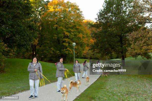 lady master walks shiba inu down the road in the park - woman multiple image 40-45 stock pictures, royalty-free photos & images