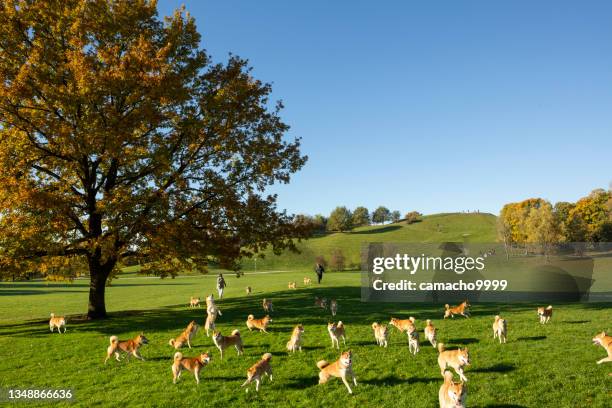 masters walk shiba inu in the park - masters series stockfoto's en -beelden