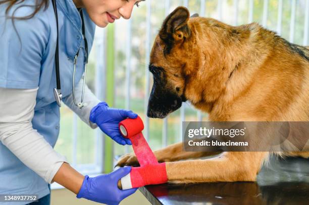 veterinarian bandaging a paw of a dog lying on the table at veterinary clinic - bandage stock pictures, royalty-free photos & images