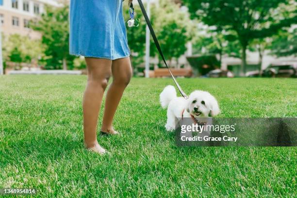 woman walks her dog in grass area - harness ストックフォトと画像