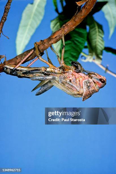 schistocerca gregaria (desert locust) - emerging 6 - 幼虫 ストックフォトと画像