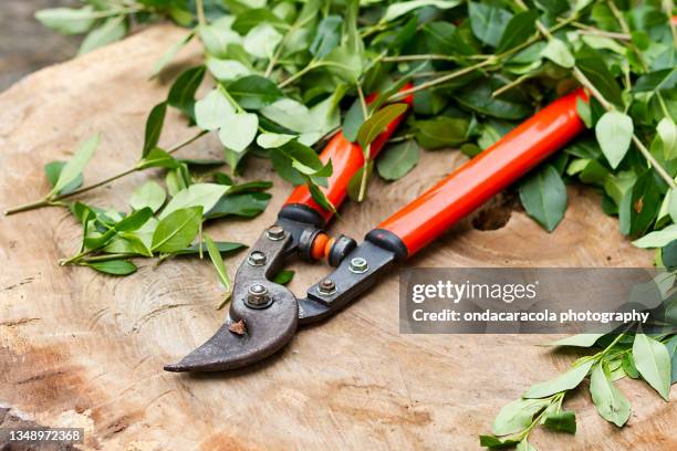 pruning shears - snoeischaar stockfoto's en -beelden