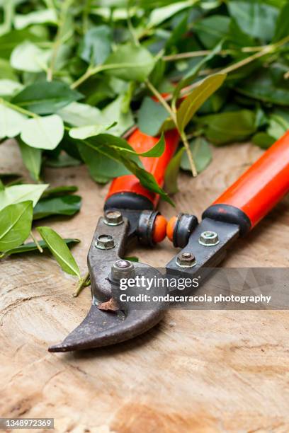 pruning shears - snoeischaar stockfoto's en -beelden