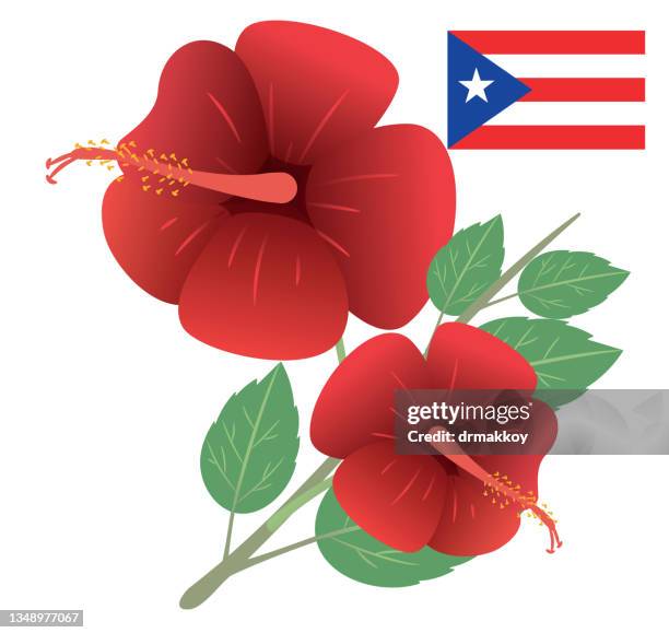 hibiscus blossom - puerto rico stock illustrations