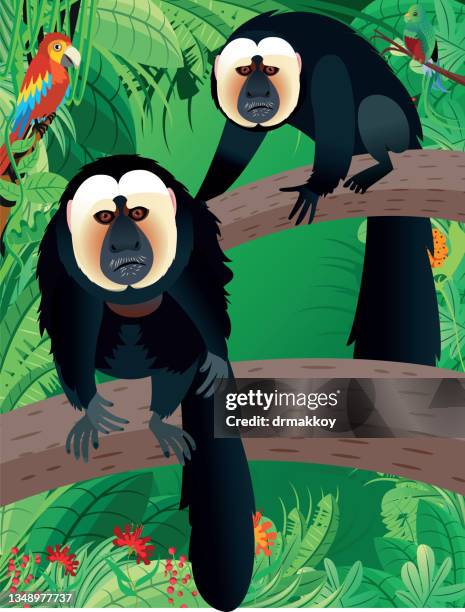 white-faced sakis - white faced saki monkey stock illustrations