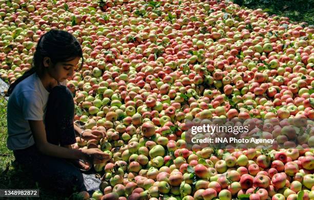 Young Kashmiri girl chooses fresh apples in an organic orchard during harvesting season on October 22, 2021 in Pulwama south of Srinagar, the summer...