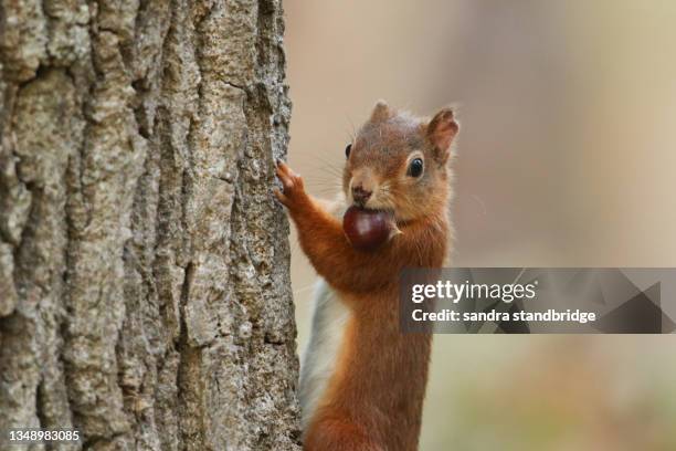 a cute red squirrel, sciurus vulgaris, climbing up a tree trunk with a sweet chestnut in its mouth. - castagno foto e immagini stock