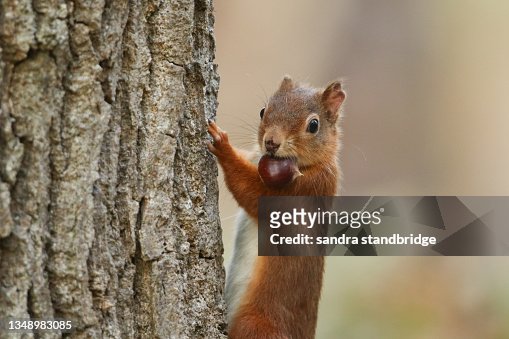 1,586 Funny Squirrel Photos and Premium High Res Pictures - Getty Images