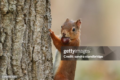 1,586 Funny Squirrel Photos and Premium High Res Pictures - Getty Images 1,586 Funny Squirrel Photos and Premium High Res Pictures - Getty Images
