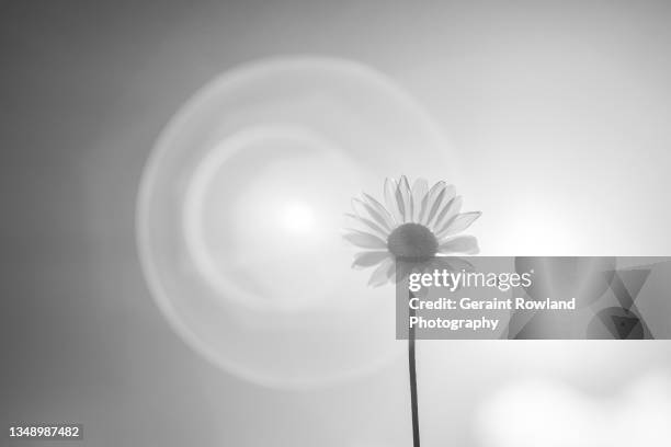 daisy art photography - zoom backgrounds stock pictures, royalty-free photos & images