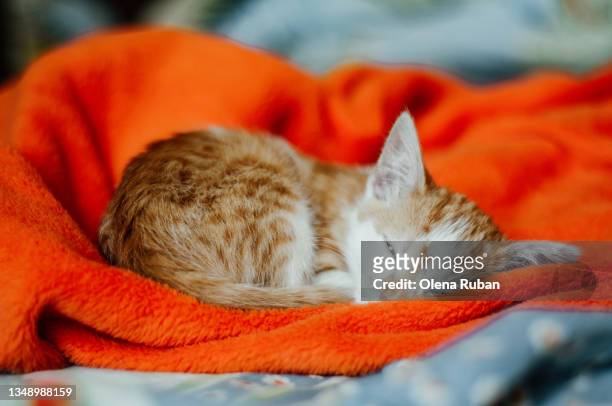 sleeping on orange plaid kitten - half open stock pictures, royalty-free photos & images
