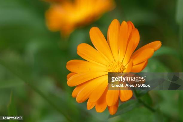 close-up of yellow flower - marigold stock pictures, royalty-free photos & images