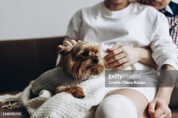 beautiful yorkshire terrier in the arms of a young couple - yorkshireterrier stock-fotos und bilder