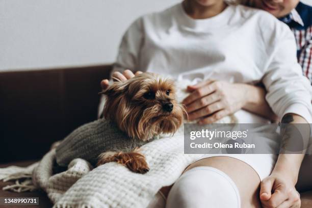 beautiful yorkshire terrier in the arms of a young couple - yorkshireterriër stockfoto's en -beelden