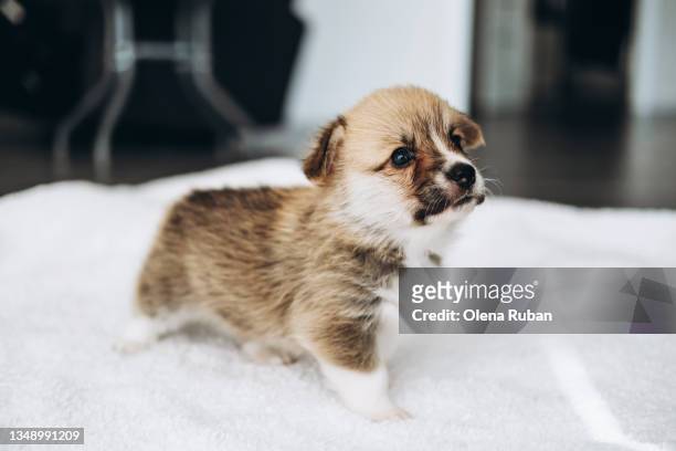 dark newborn welsh corgi puppy stay on white pet bed. - newborn puppy stock pictures, royalty-free photos & images