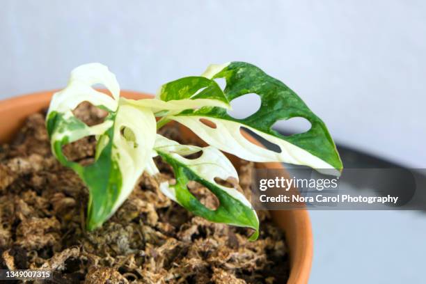 close up of monstera adansonii albo variegated - swiss cheese plant - foreign born stock pictures, royalty-free photos & images