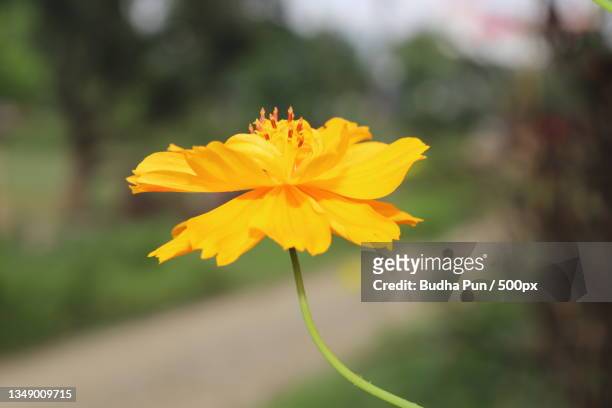 close-up of yellow flowering plant,bardaghat,nepal - flor del cosmos fotografías e imágenes de stock