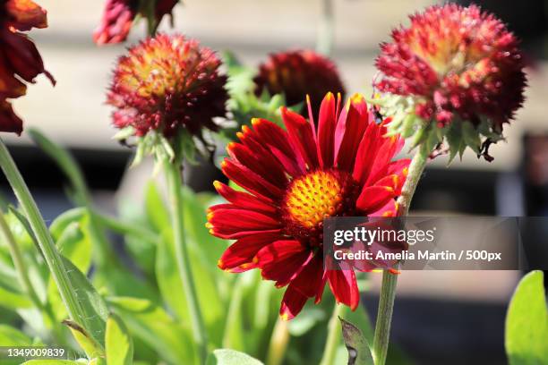 58 Showy Daisy Stock Photos High Res Pictures and Images Getty Images 58 Showy Daisy Stock Photos High Res Pictures and Images Getty Images