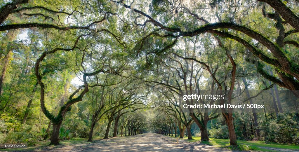Empty road amidst trees in forest,Wormsloe Historic Site,United States,USA