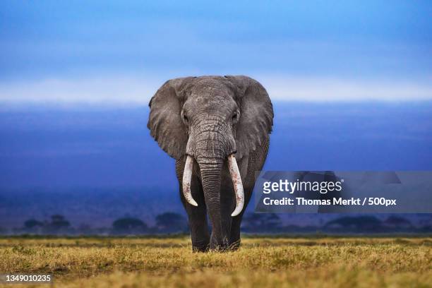 rear view of african elephant walking on field against sky - slagtand stockfoto's en -beelden