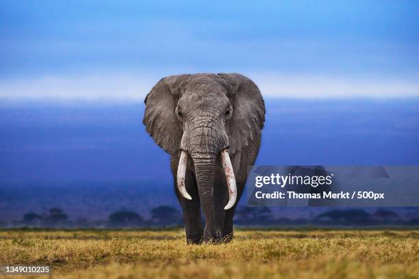 rear view of african elephant walking on field against sky - djur i det vilda bildbanksfoton och bilder
