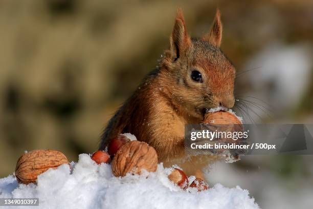 close-up of squirrel eating food on snow,ankara,turkey - squirrel stockfoto's en -beelden