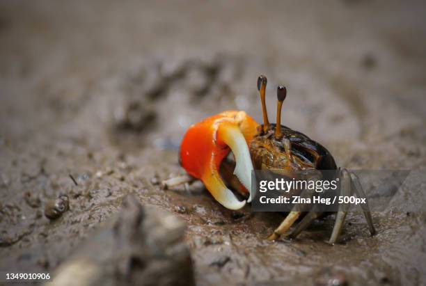 close-up of insect on rock,daintree national park,queensland,australia - wenkkrab stockfoto's en -beelden