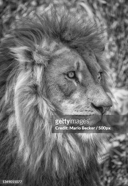 close-up of lion looking away - lion head stockfoto's en -beelden