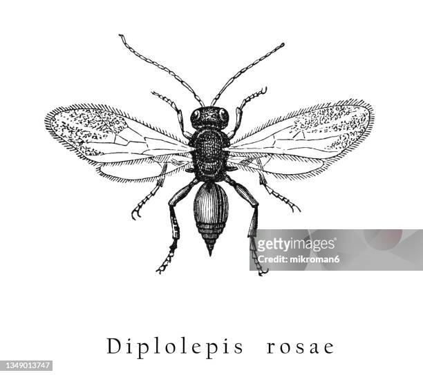 old engraved illustration of insect,  the rose bedeguar gall, robin's pincushion, mossy rose gall, simply moss gall (diplolepis rosae) - gal stockfoto's en -beelden
